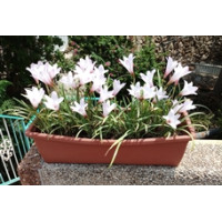 לחיות באהבת-אמת, חיים, טבע ועצמי