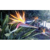 לפעמים חלומות מתגשמים