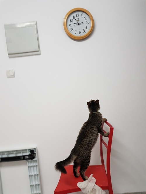 sometimes-dreams-come-true